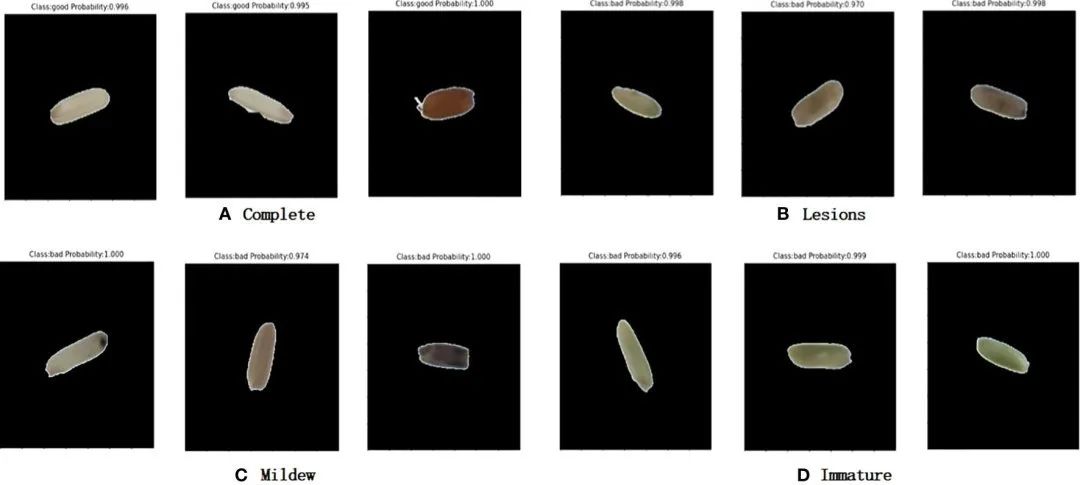 基于機(jī)器視覺和卷積神經(jīng)網(wǎng)絡(luò)的大米外觀品質(zhì)快速自動(dòng)檢測(cè)系統(tǒng)的研究